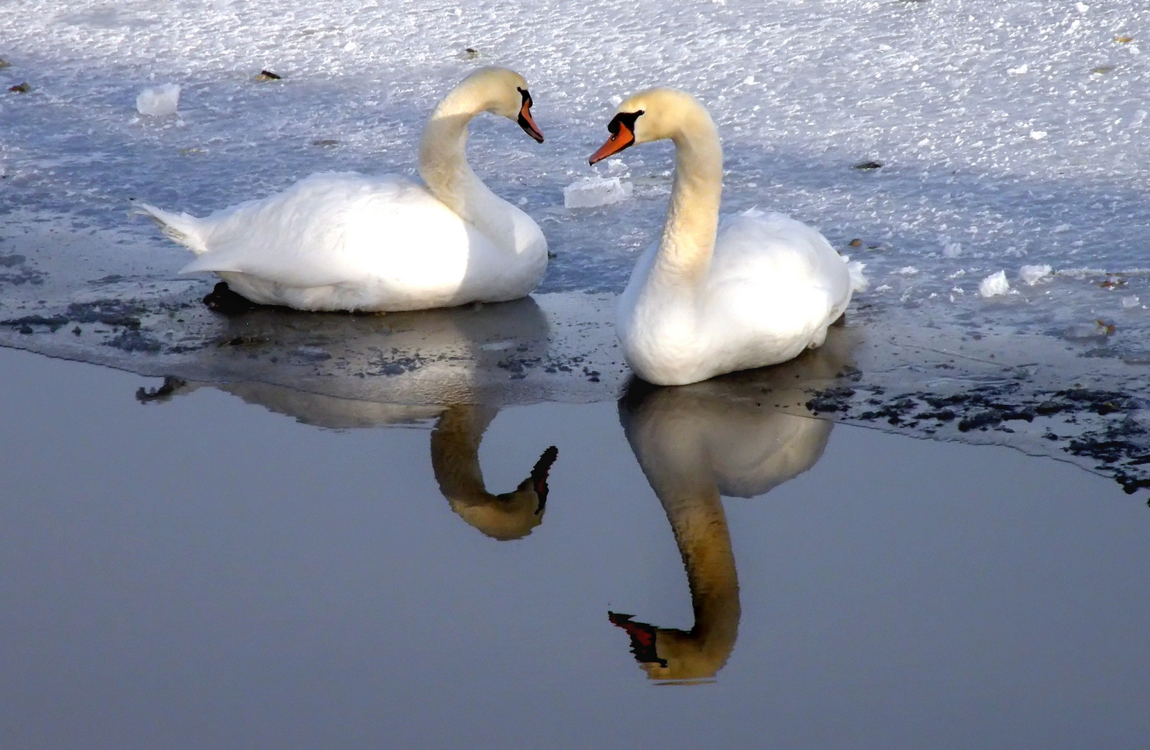 ..der "doppelte, doppelte schwan " ... -