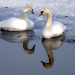 ..der "doppelte, doppelte schwan " ... -