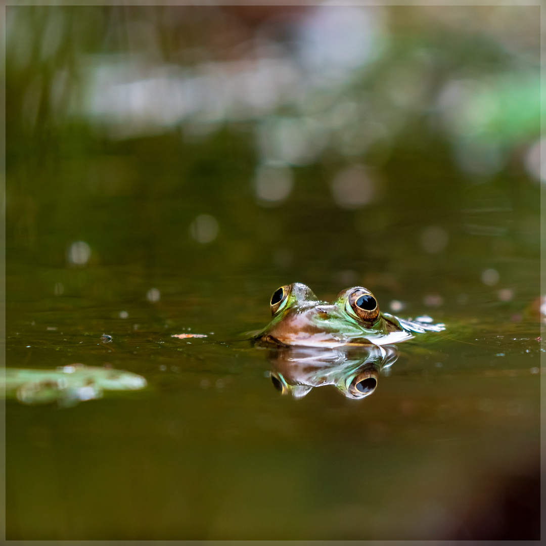 Der doppelte Frosch