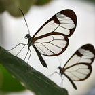 der doppelte Glasflügler im Gegenlicht