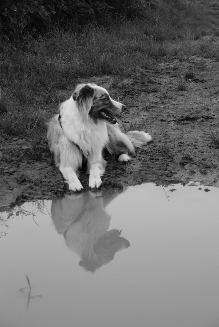 Der doppelte Hund