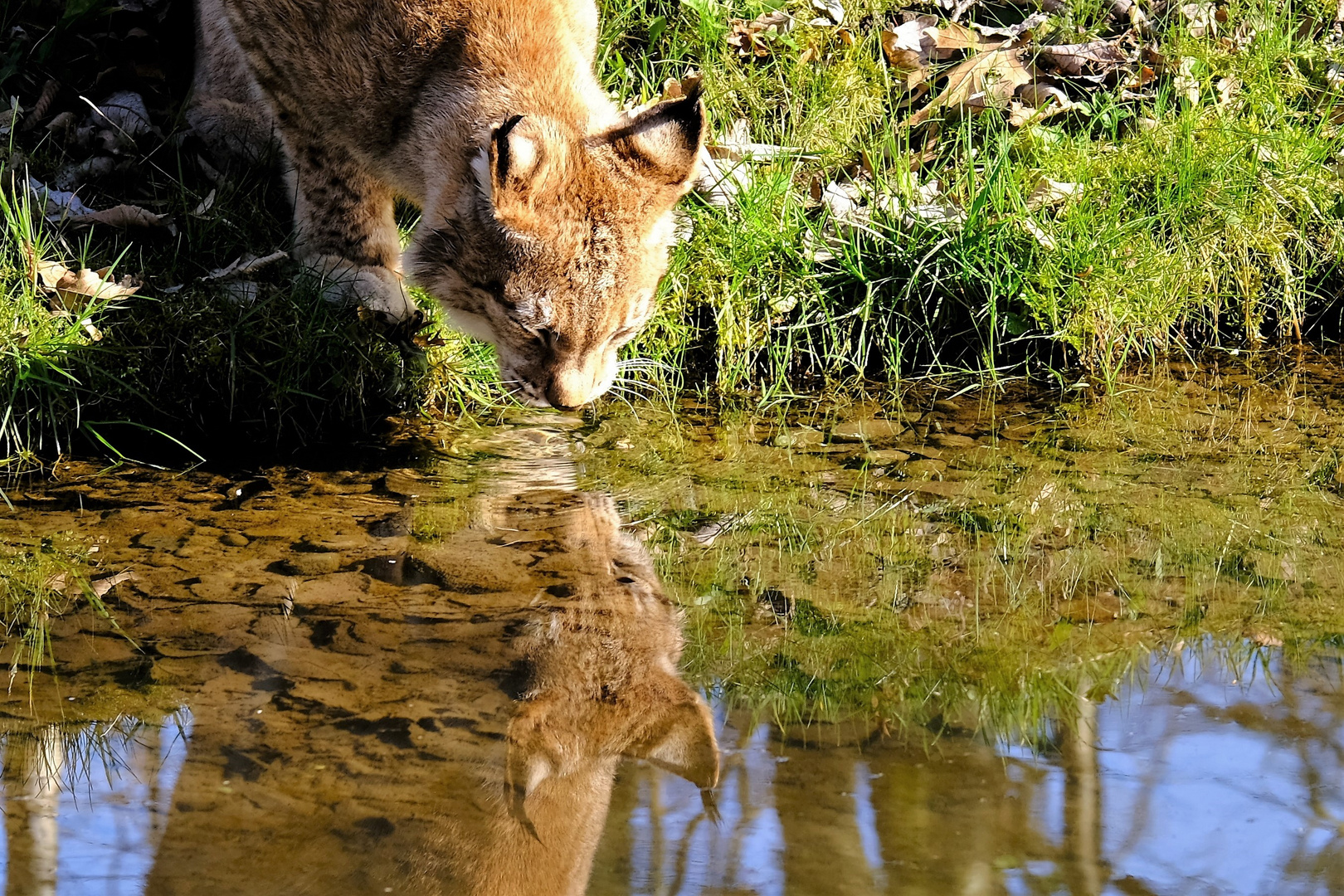 der doppelte luchs