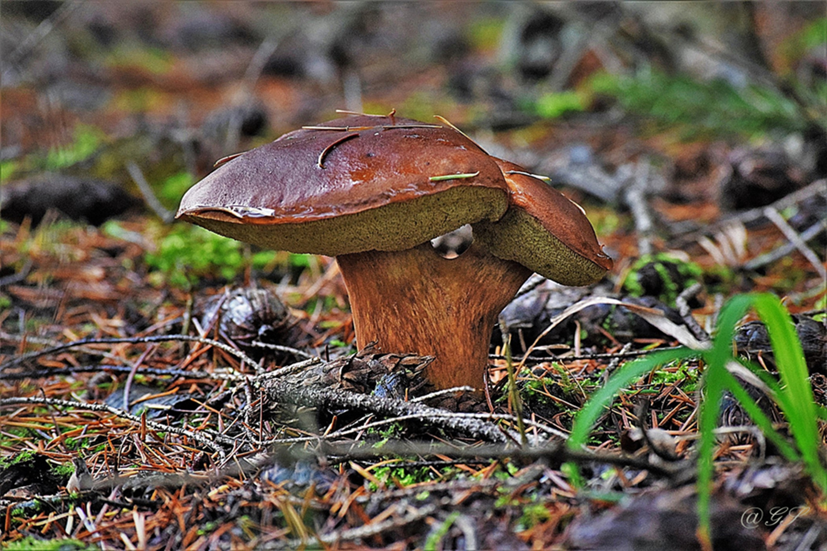 der doppelte Pilz