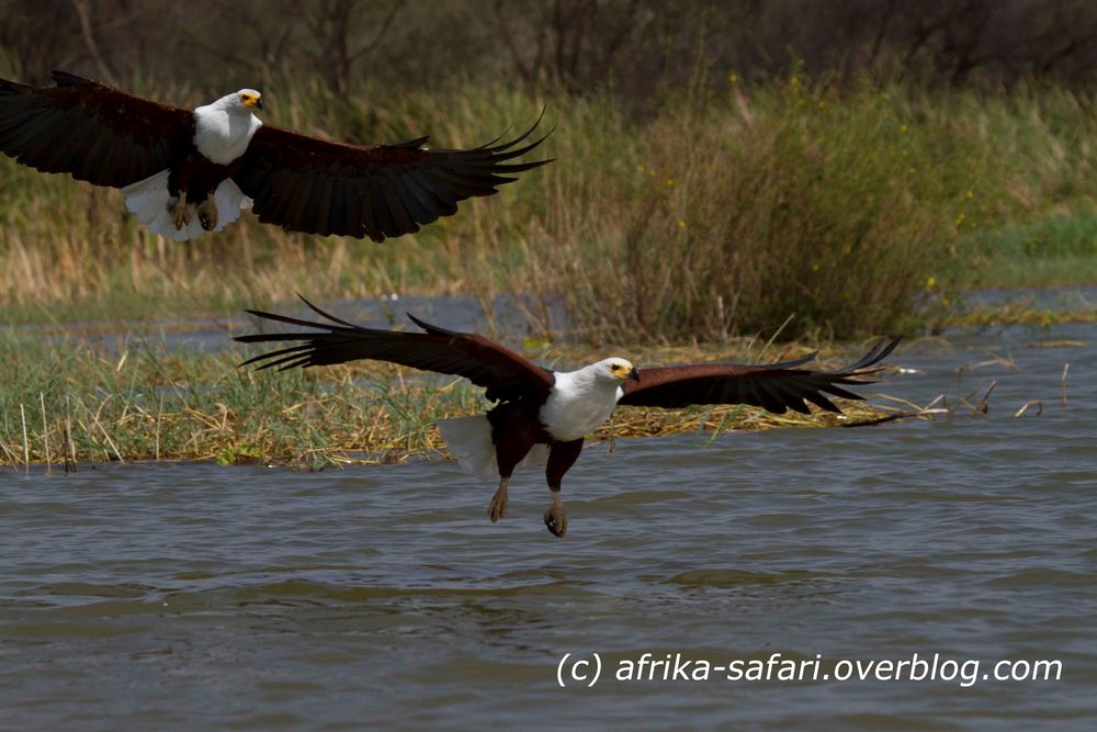 Der doppelte (Schrei-)Seeadler ...