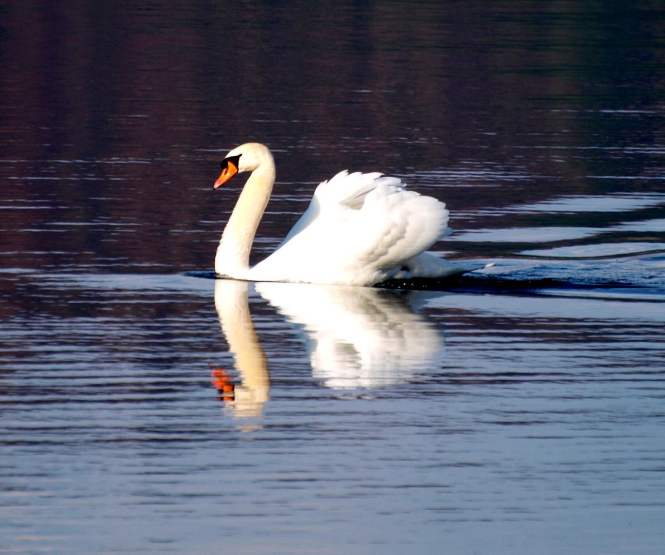 Der doppelte Schwan