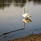 Der doppelte Schwan (1)