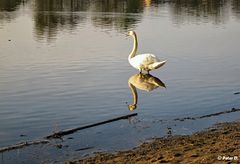 Der doppelte Schwan (1)