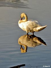 Der doppelte Schwan (2)