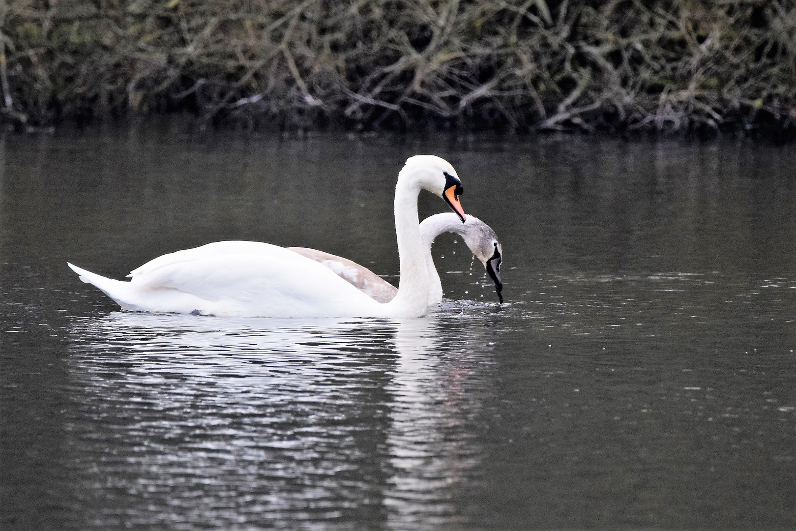 Der doppelte Schwan