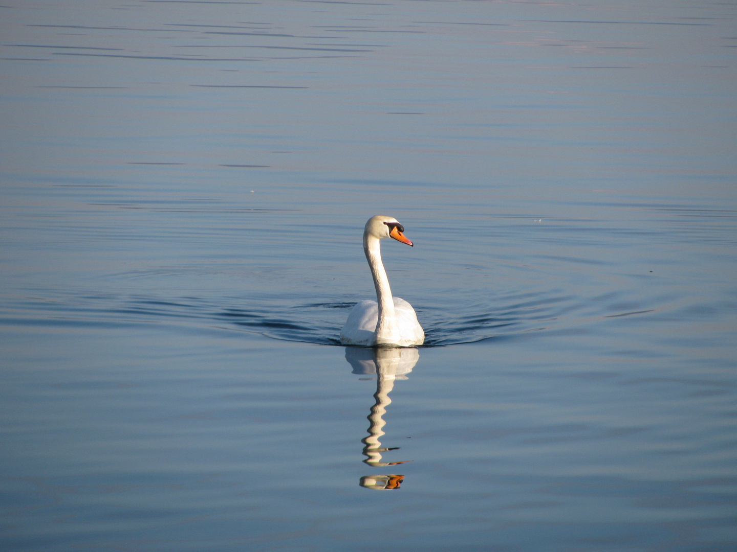 Der "doppelte" Schwan