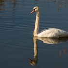 der doppelte Schwan