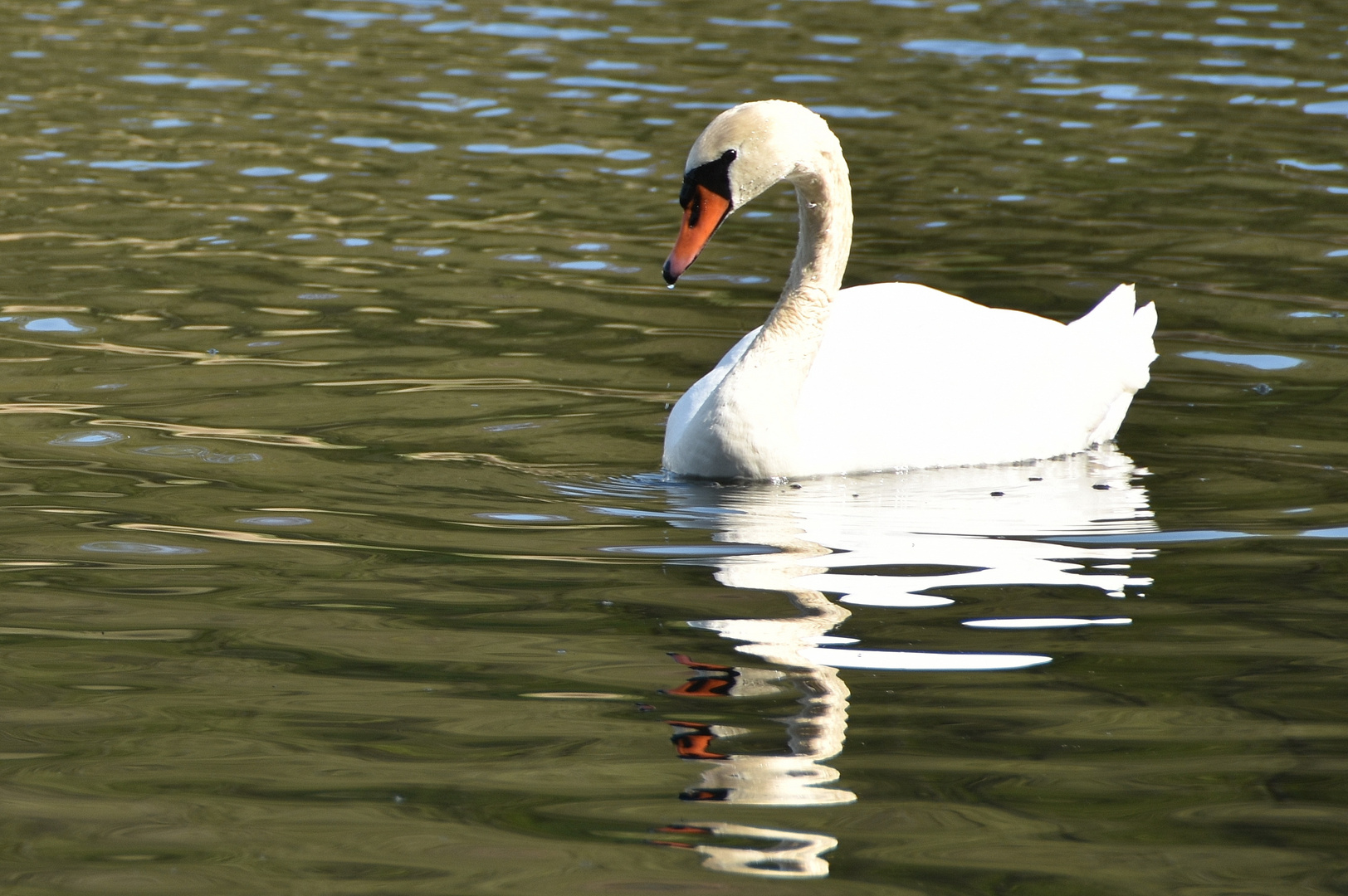 der doppelte Schwan