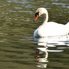 der doppelte Schwan