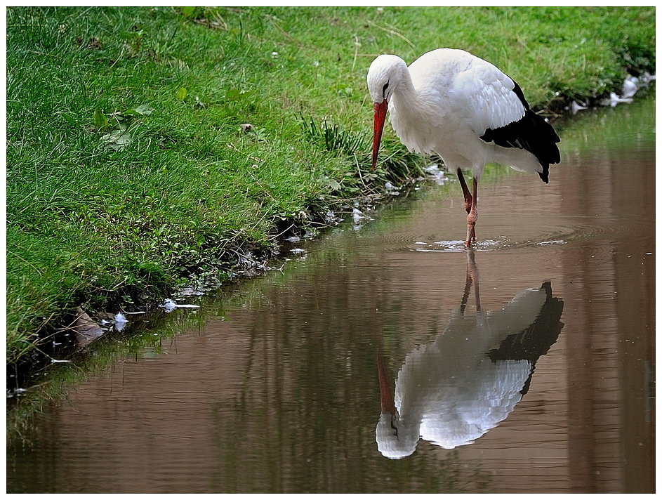 Der doppelte Storch