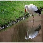 Der doppelte Storch