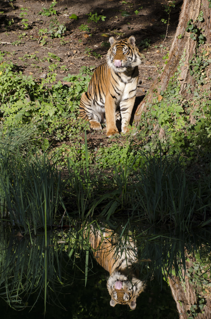 Der doppelte Tiger