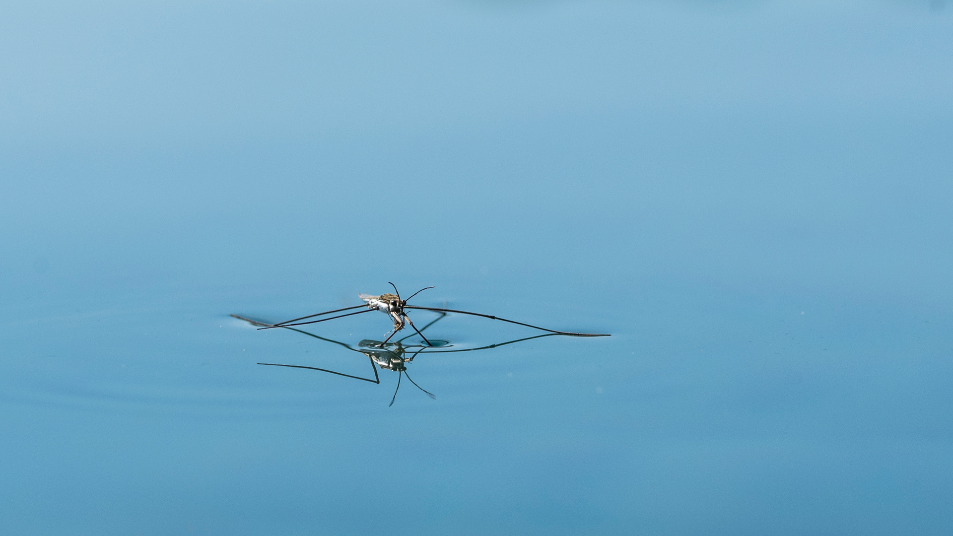 Der doppelte Wasserläufer