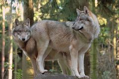 Der doppelte Wolf