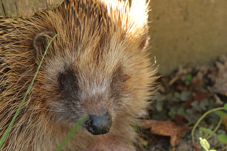 Der Dorf-Igel