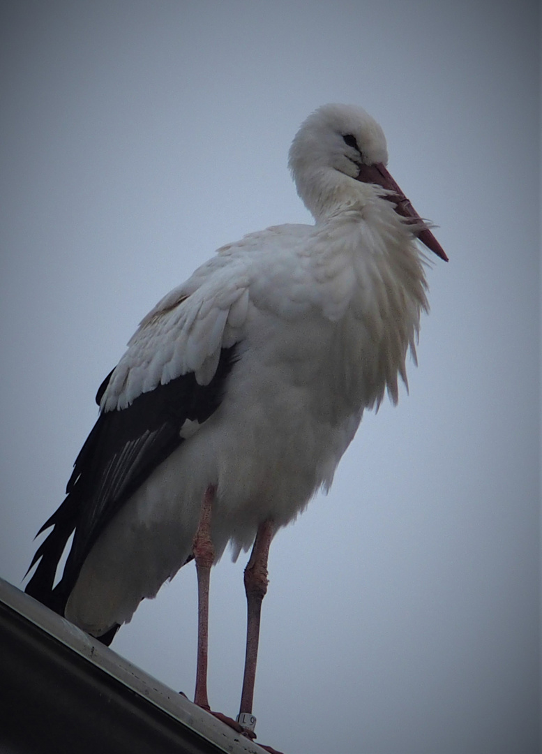 Der Dorfstorch