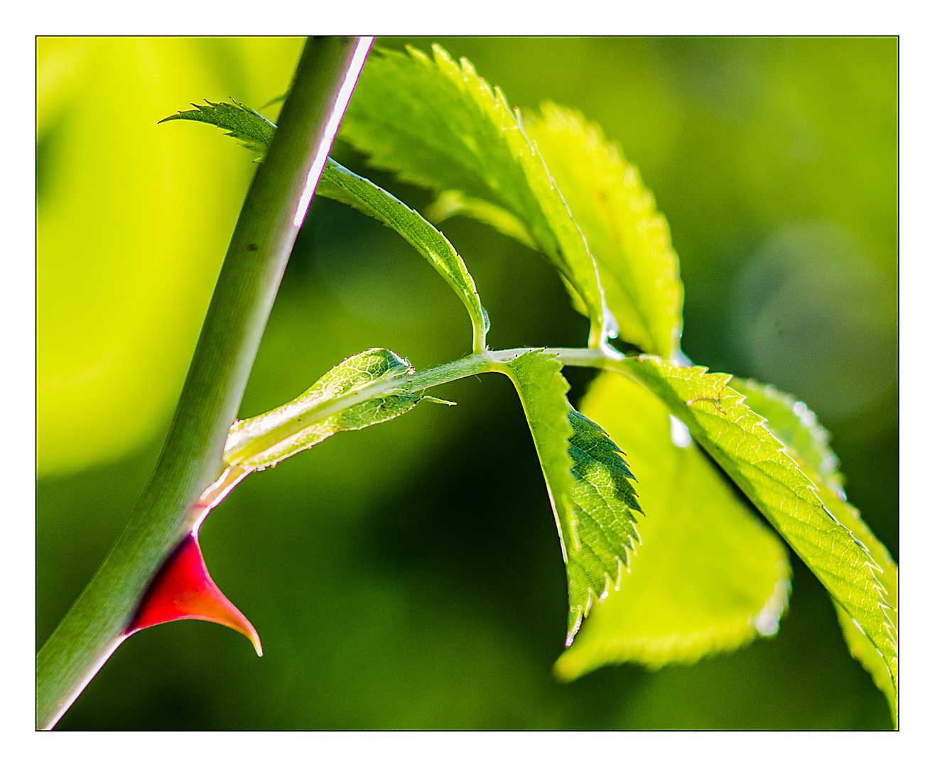 Der Dorn ... ist ein Stachel ! :-)) Foto & Bild | natur, nahaufnahme, pflanzen Bilder auf ...