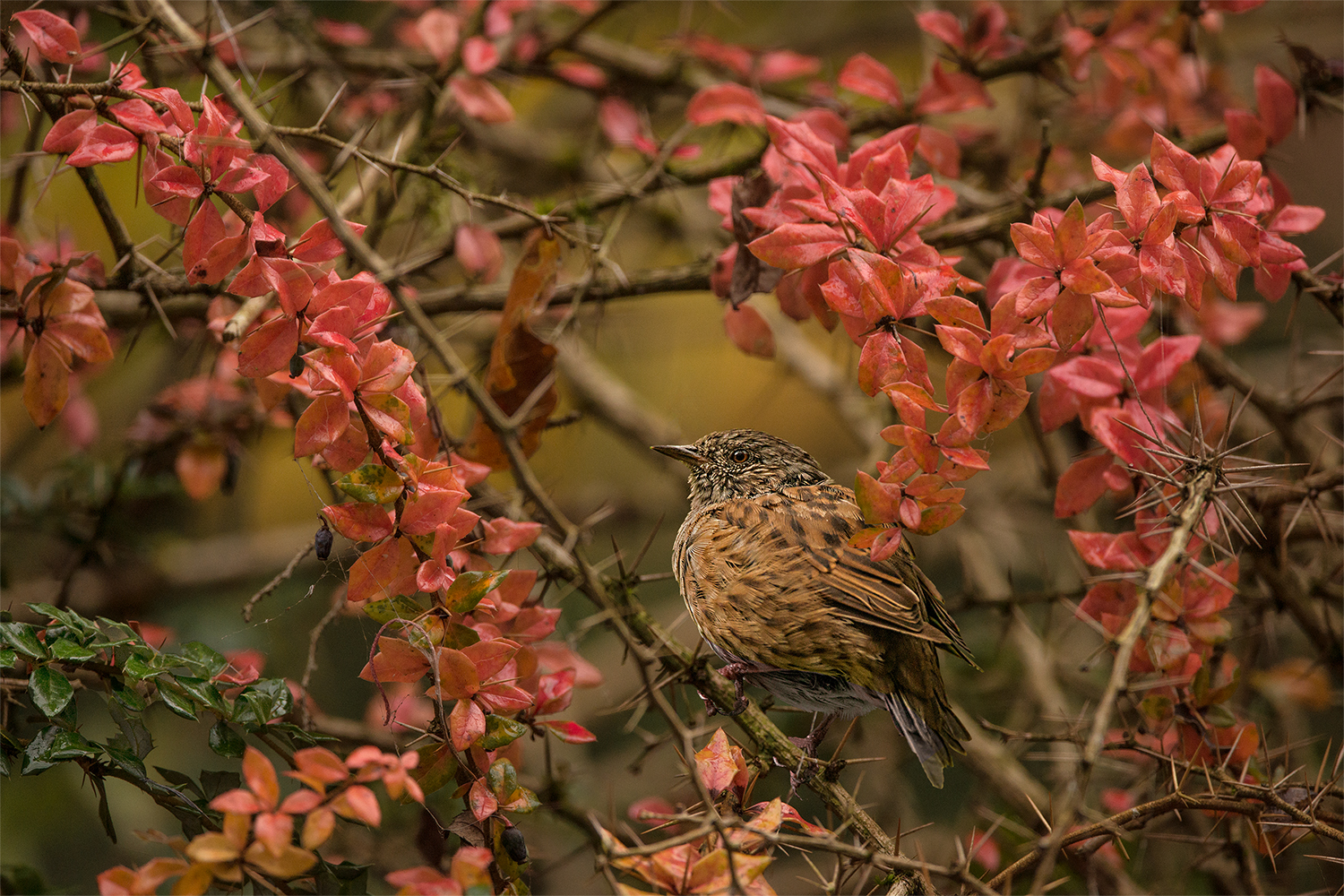 Der Dornenvogel