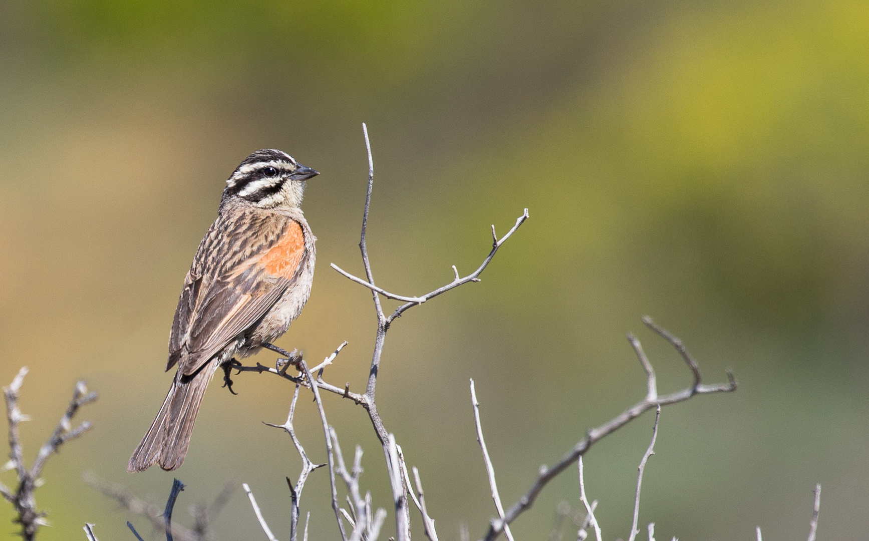 Der Dornenvogel ist eine Kapammer