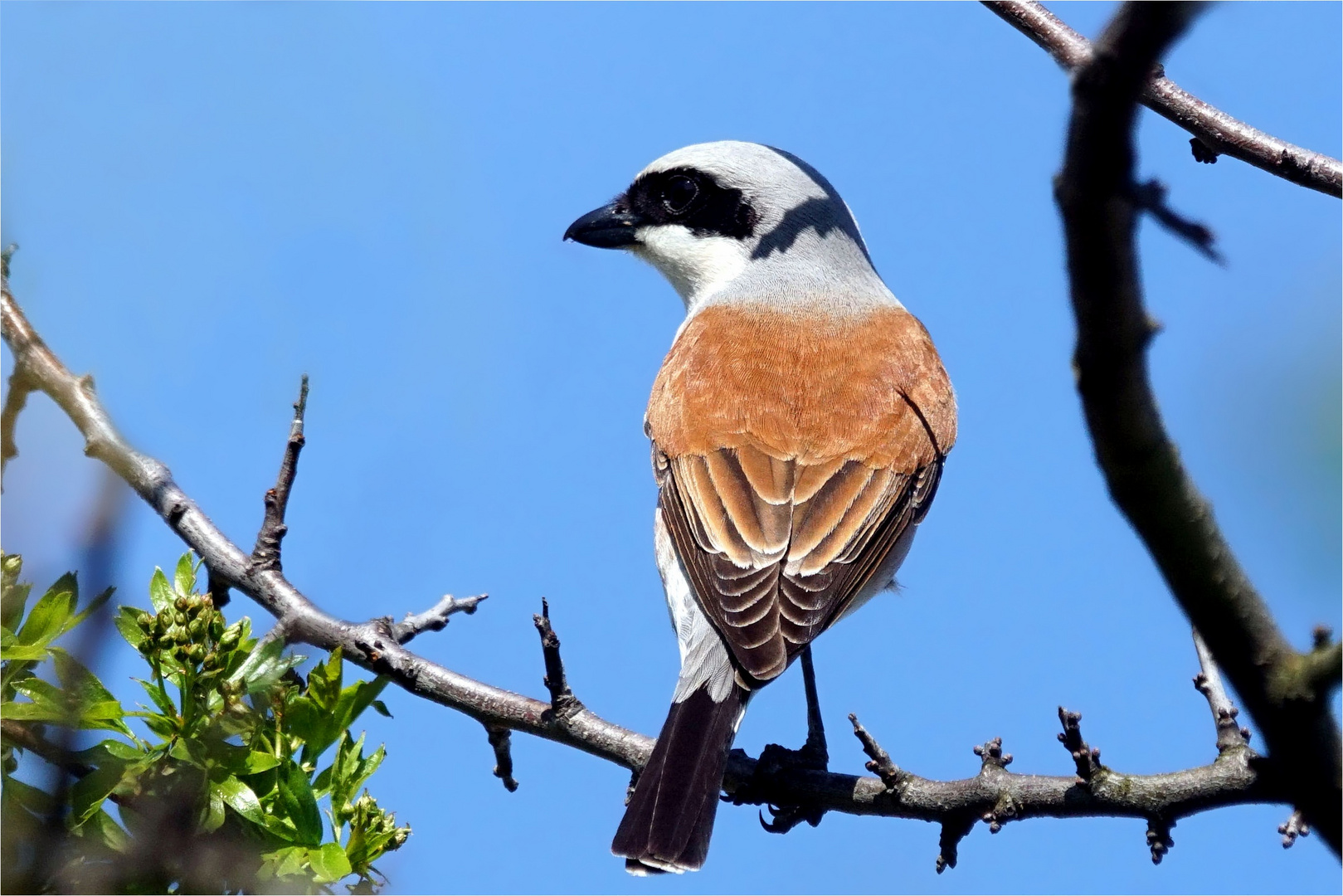 Der Dornenvogel - Neuntöter, Männchen, Lanius collurio ( Würger)