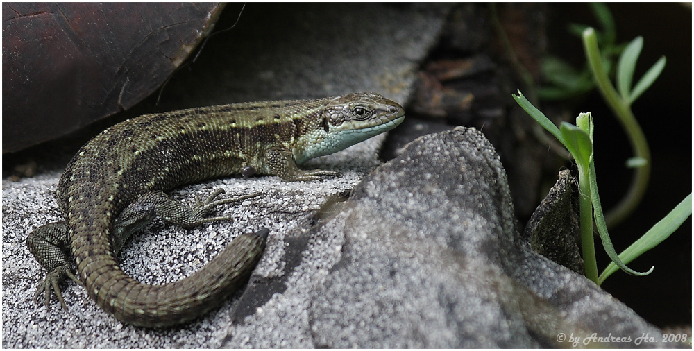 Der Drache vor seiner Höhle...