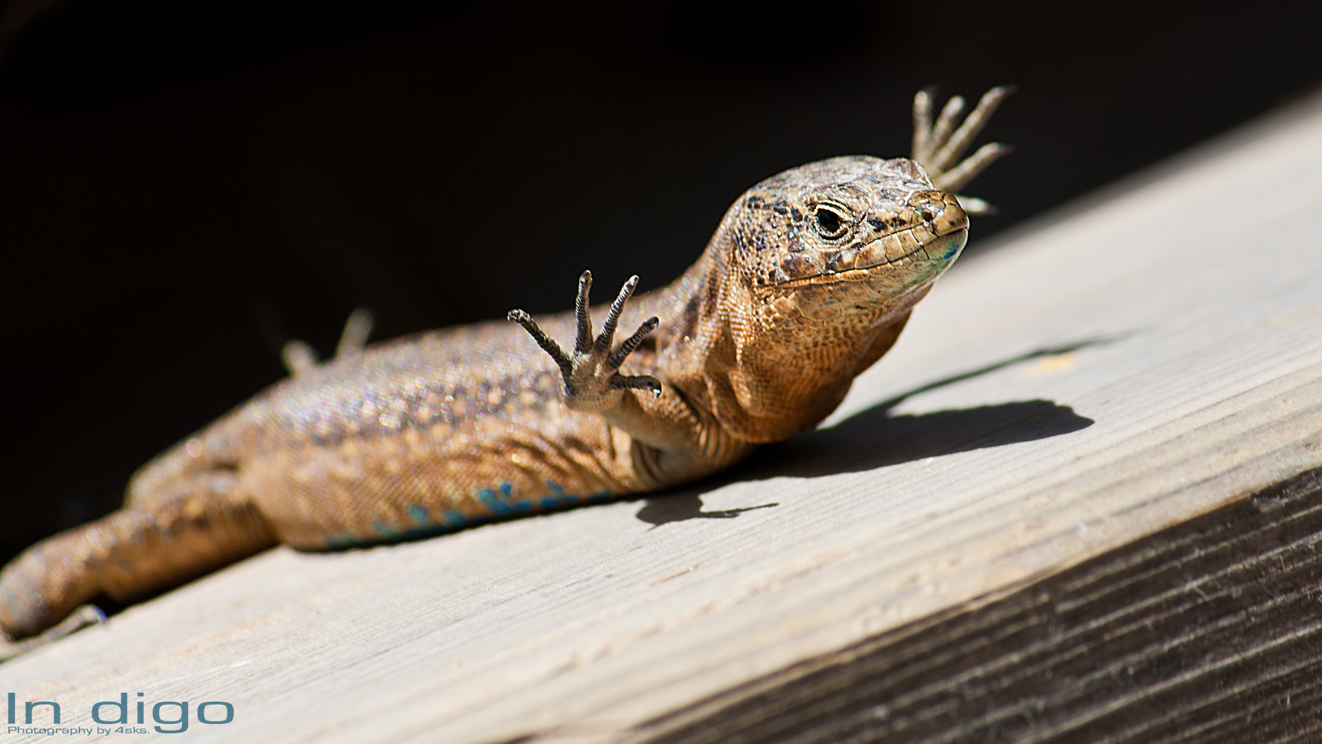 Der Drache will fliegen