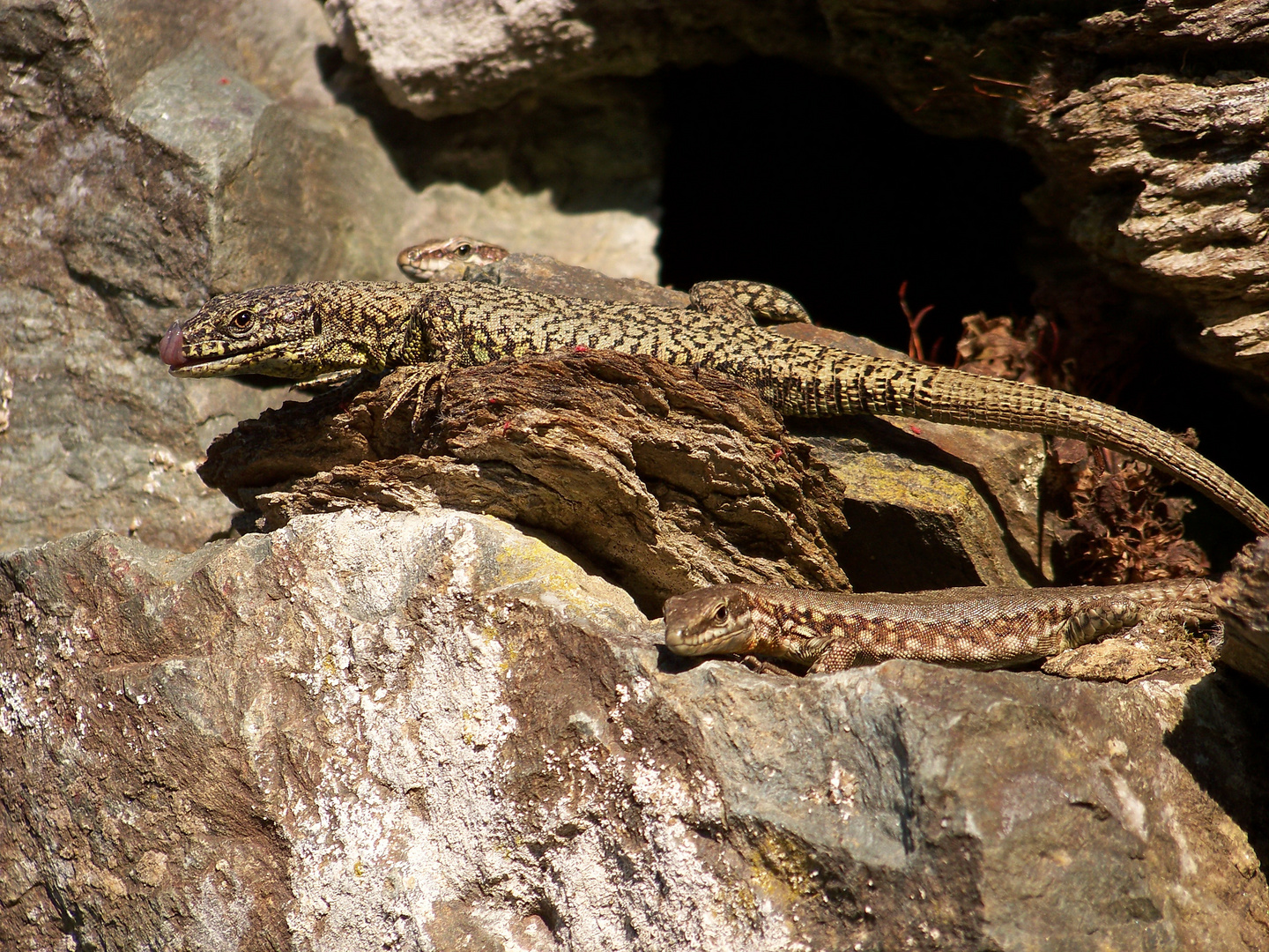 Der Drachen und seine Mädels