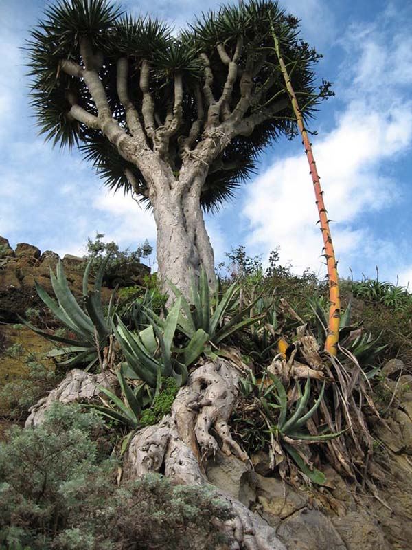 Der Drachenbaum