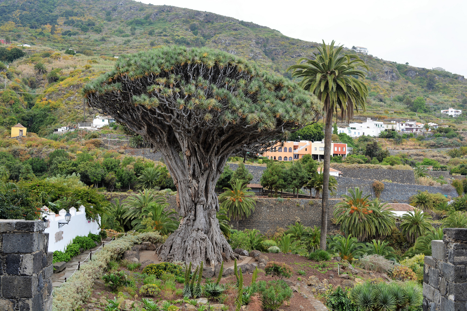 der Drachenbaum