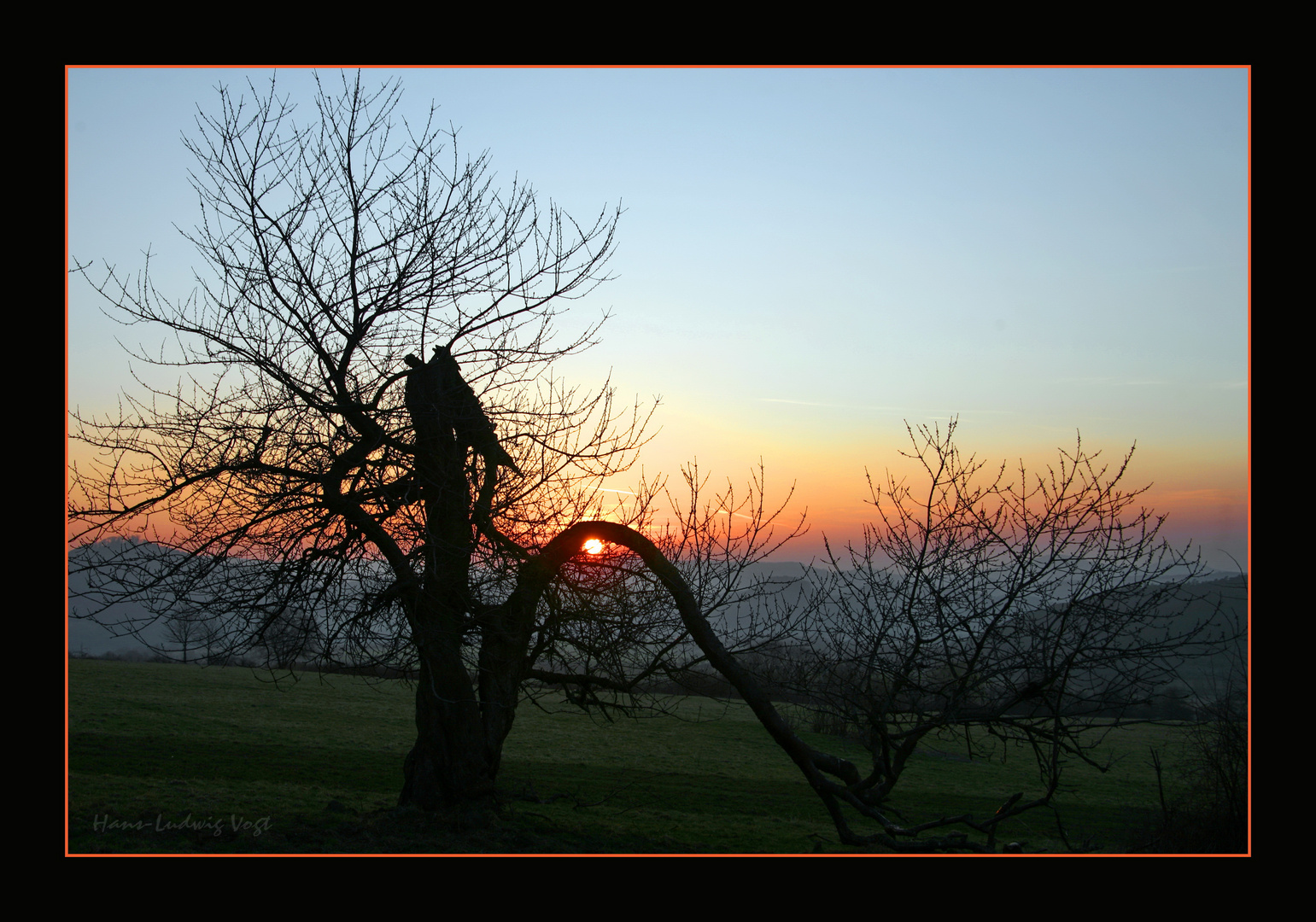 Der Drachenbaum