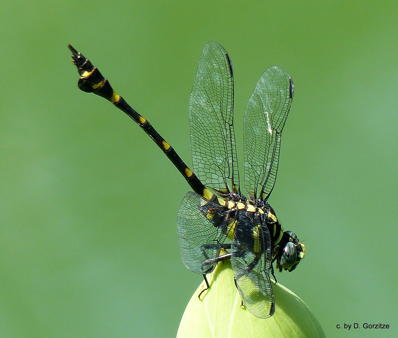 Der Drachenjäger ( Hagenius brevistylus ) ist eine Keulenschwanzlibelle!