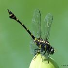 Der Drachenjäger ( Hagenius brevistylus ) ist eine Keulenschwanzlibelle!