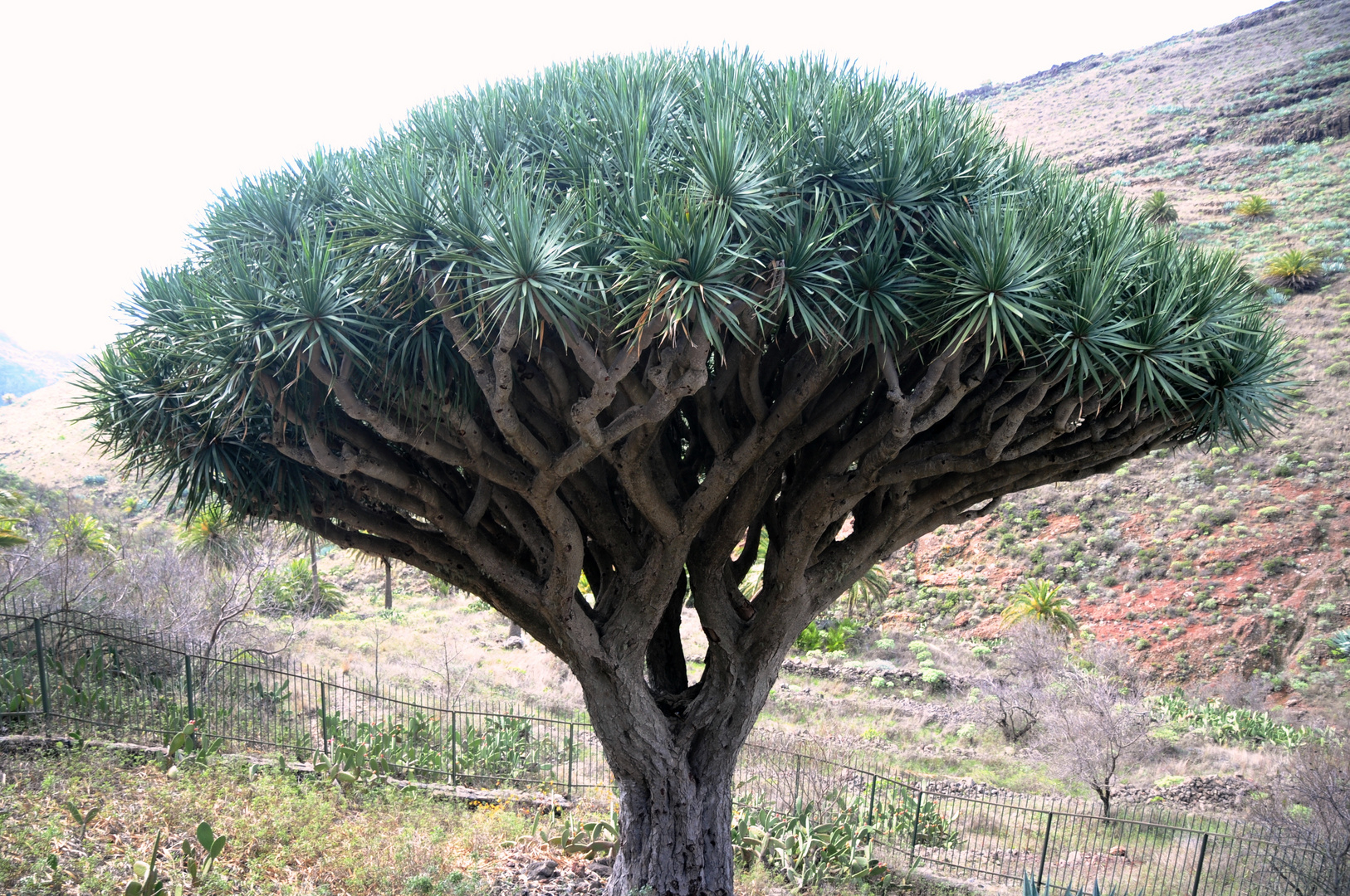 Der Drago Centenario von Gomera (1)