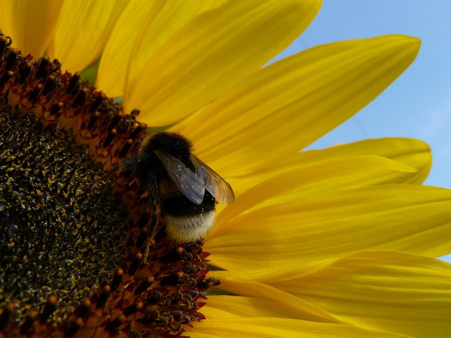 Der dreckige Besucher