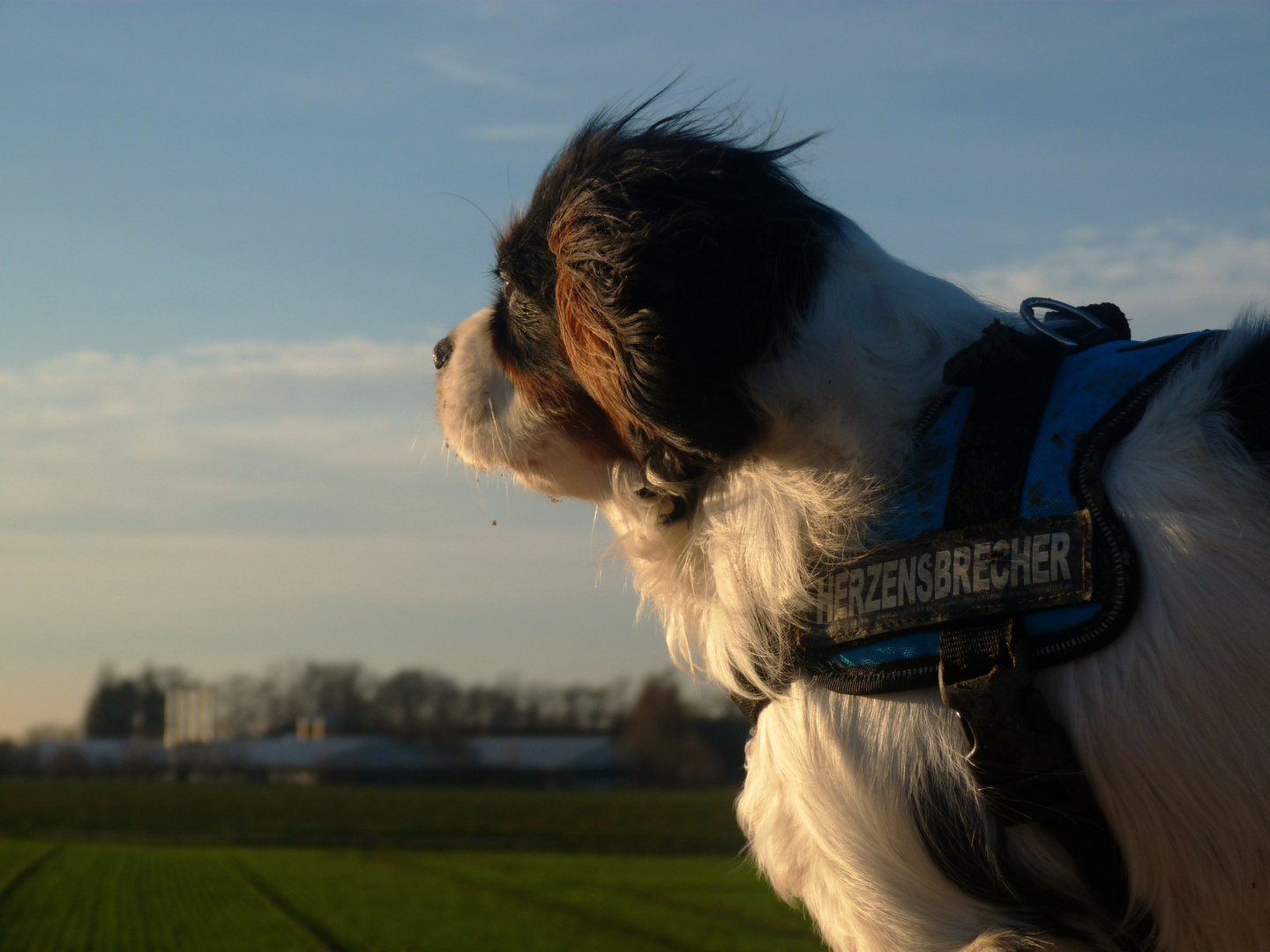 Der dreckige King Charles Cavalier Spaniel auf der Jagd