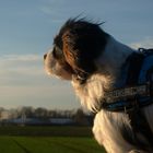 Der dreckige King Charles Cavalier Spaniel auf der Jagd