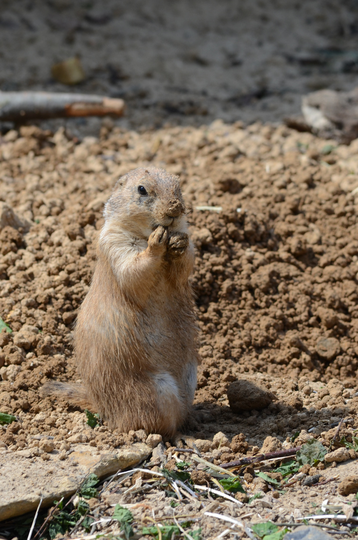 Der Dreckspatz