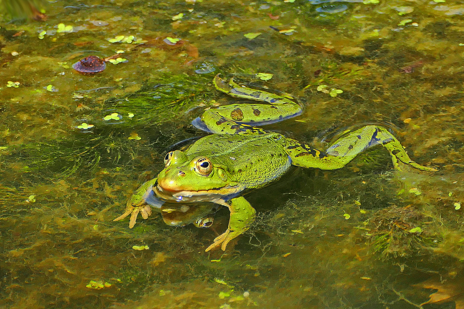 der Dreiäugige