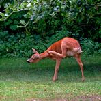 Der dreibeinige Gartenbesucher ...