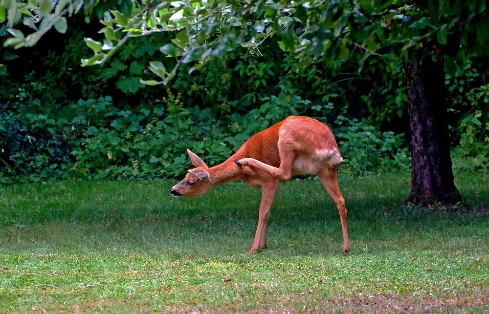 Der dreibeinige Gartenbesucher ...