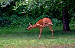 Der dreibeinige Gartenbesucher ...