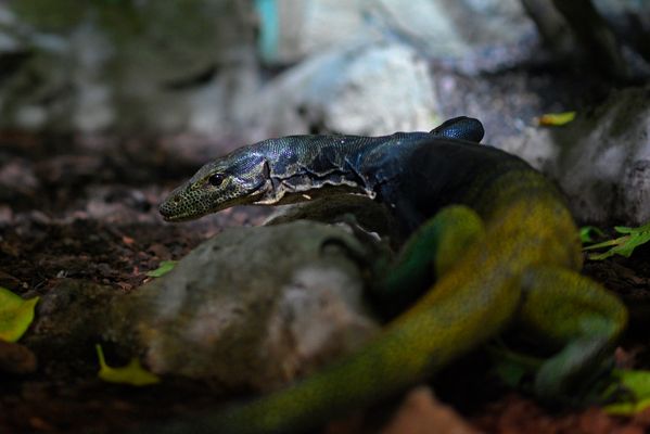 Der Dreifarbwaran (Varanus yuwonoi) ,,,