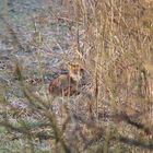 Der dritte Fuchs