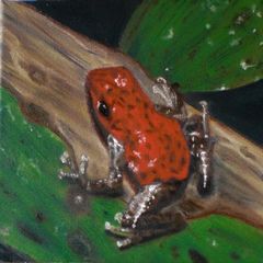 Der dritte im Bunde (pumilio dendrobates)