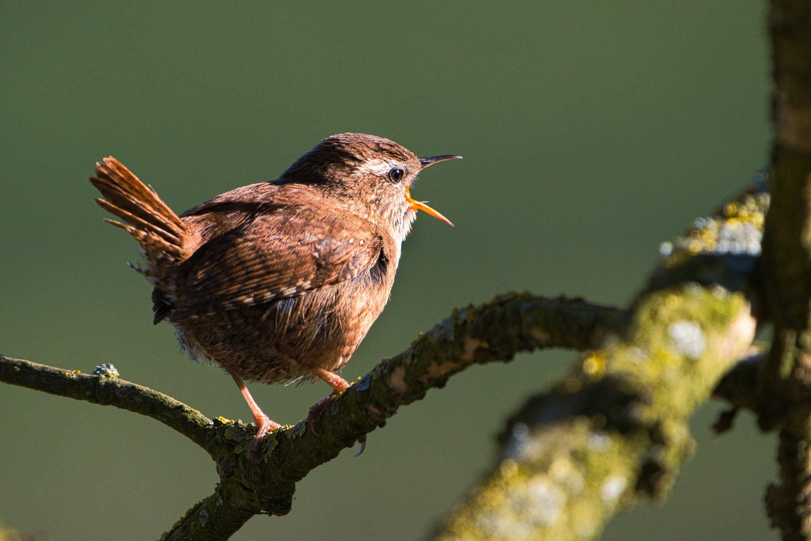 Der drittkleinste Vogel Europas