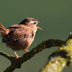 Der drittkleinste Vogel Europas